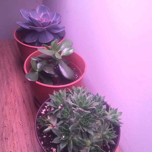 Meet your Posher, Trevor - Picture 2 of 6